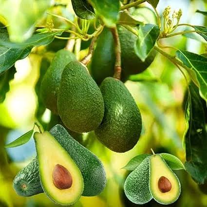 Avocado Hass