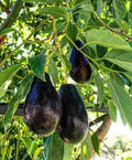 Avocado Mexicola