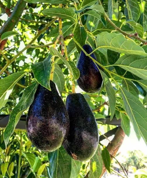 Avocado Mexicola
