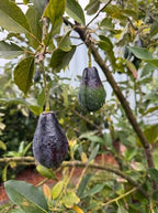 Avocado Mexicola