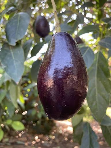Avocado Mexicola Grande