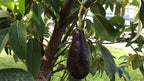 Avocado Mexicola Grande