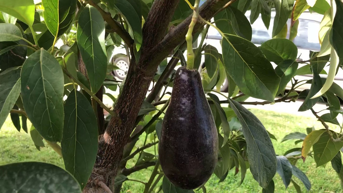 Avocado Mexicola Grande