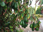 Avocado Pinkerton