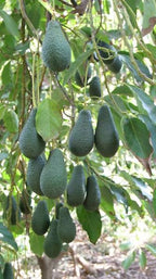Avocado Pinkerton