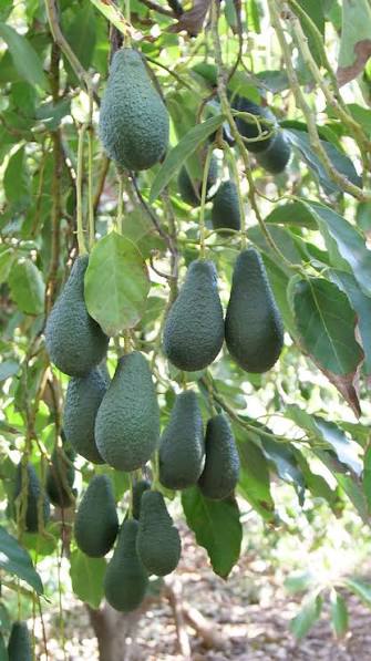 Avocado Pinkerton