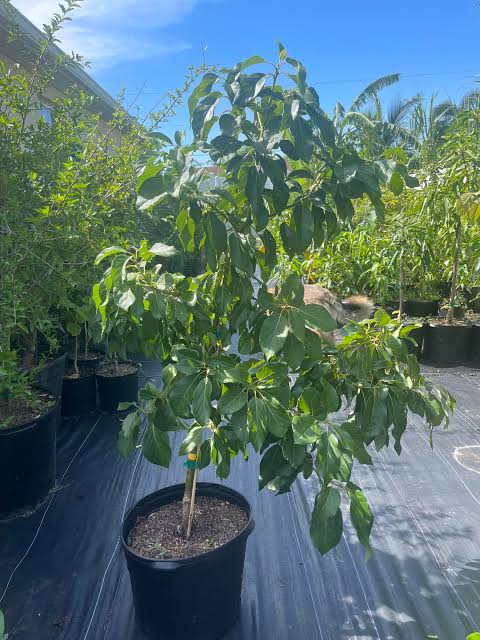 Avocado Wurtz Little Cado