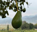 Avocado Zutano