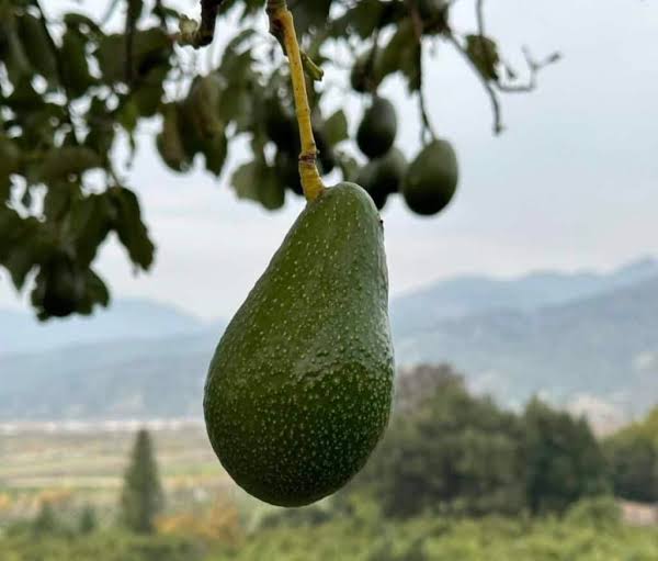 Avocado Zutano