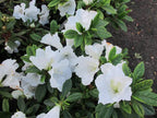 Azalea 'Alaska'