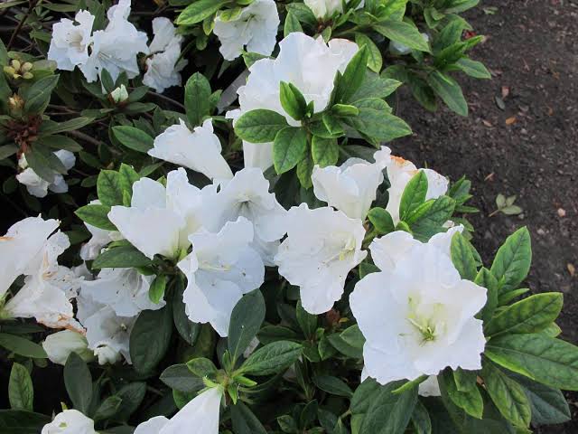 Azalea 'Alaska'