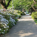 Azalea 'Alaska'