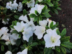 Azalea 'Alaska'