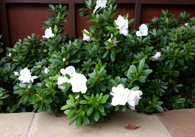 Azalea 'Alaska'