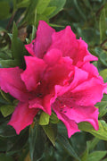 Azalea 'Brilliant'