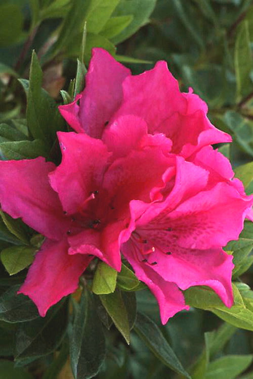 Azalea 'Brilliant'