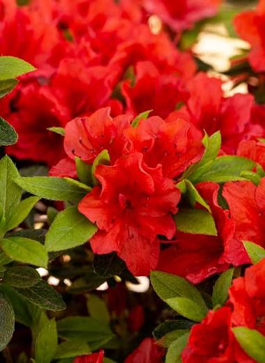 Azalea 'Brilliant'
