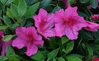 Azalea 'Brilliant'