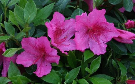Azalea 'Brilliant'