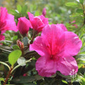 Azalea 'Carnival'