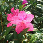 Azalea 'Carnival'
