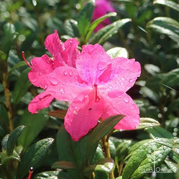 Azalea 'Carnival'