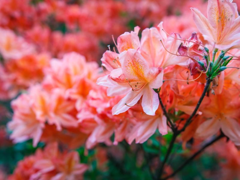 Azalea 'Duc de Rohan'