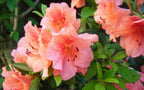 Azalea 'Duc de Rohan'