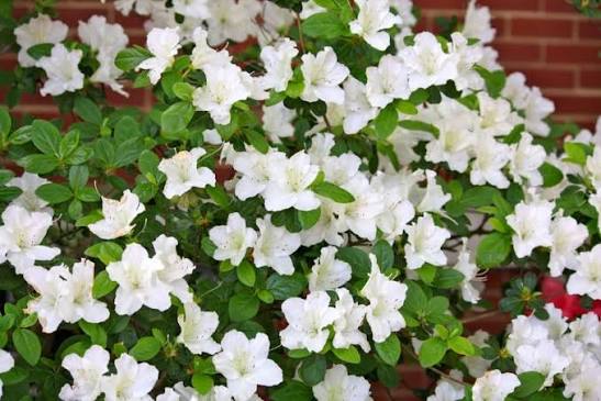 Azalea 'Fielder's White'