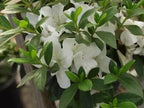 Azalea 'Fielder's White'