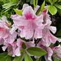 Azalea 'George Tabor'