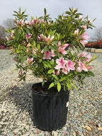 Azalea 'George Tabor'