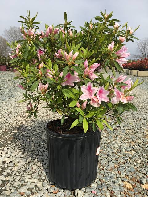 Azalea 'George Tabor'