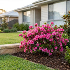 Azalea 'Happy Days'