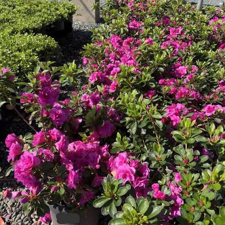 Azalea 'Happy Days'