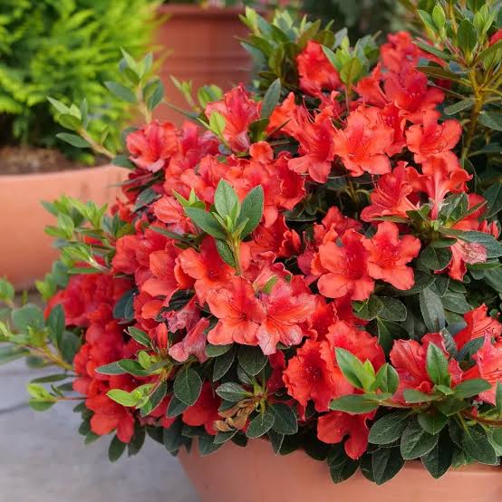 Azalea 'Perfecto Mundo'