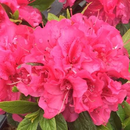 Azalea 'Perfecto Mundo Double Dark Pink'