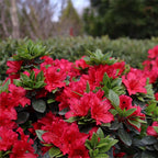 Azalea 'Perfecto Mundo Red'