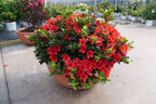 Azalea 'Perfecto Mundo'