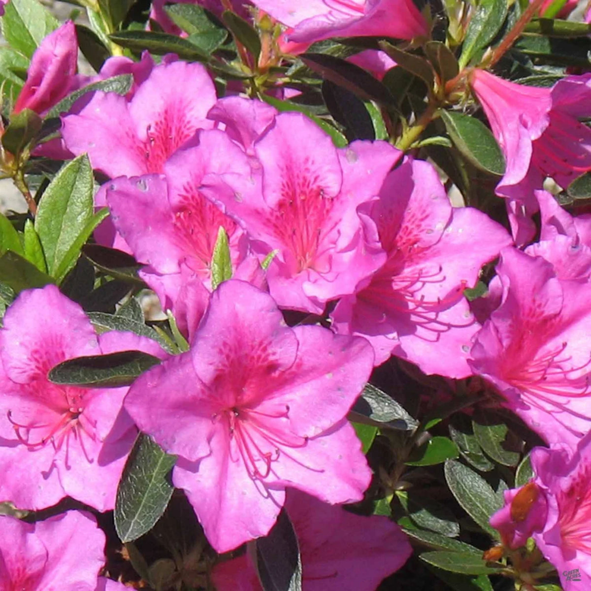Azalea 'Phoenicia'
