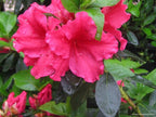 Azalea 'Redbird'