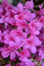 Azalea 'Southern Charm'