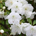 Azalea hybrida 'Gumpo White'