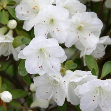 Azalea hybrida 'Gumpo White'