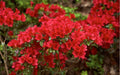 Azalea kaempferi 'Ward's Ruby'
