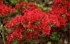 Azalea kaempferi 'Ward's Ruby'