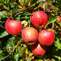 Malus domestica 'Aztec Fuji'