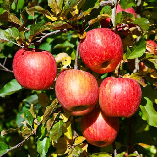 Malus domestica 'Aztec Fuji'
