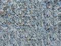 Bocce Court Oyster Shell