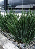 Dianella 'Baby Bliss'